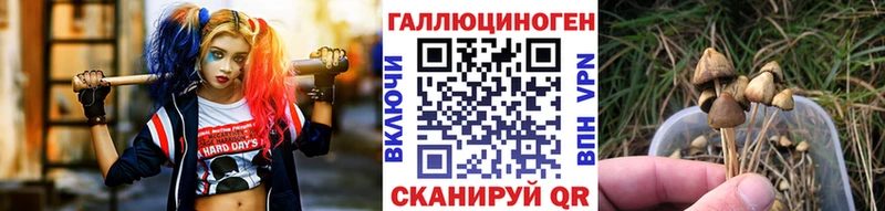 купить наркотики сайты  Порхов  Псилоцибиновые грибы Psilocybe 